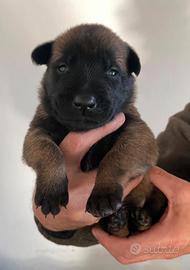 Cuccioli di pastore belga malinois 2 mesi