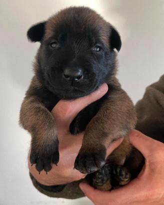 Cuccioli di pastore belga malinois 2 mesi