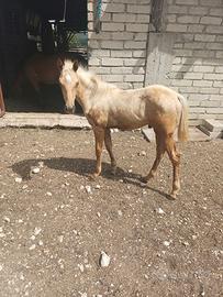 Cavallo