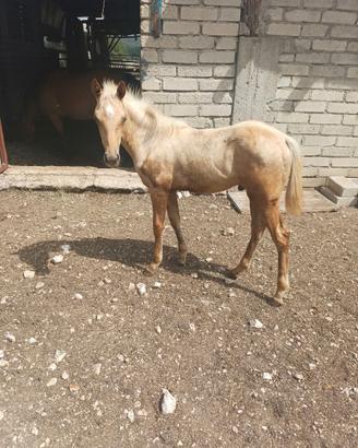 Cavallo
