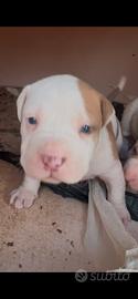 Cucciolo pitbull