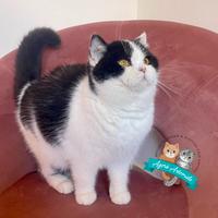 Scottish Fold Straight British Shorthair