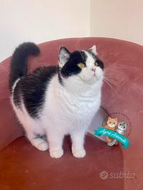 Scottish Fold Straight British Shorthair