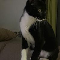 Gatto, gattino smoking