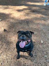 Staffy per monta