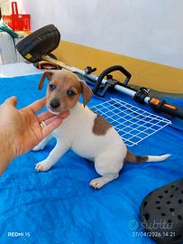 Jack Russell nani zampa corta