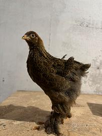 Pulcini brahama 2/3 mesi