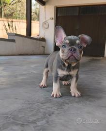 Cuccioli di Bulldog Francese