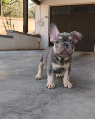 Cuccioli di Bulldog Francese