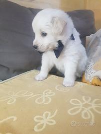 Cucciolo di taglia piccola simile volpino