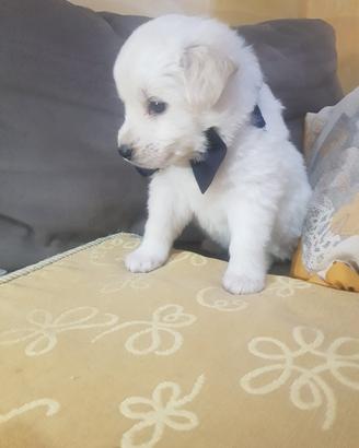 Cucciolo di taglia piccola bianco e nero