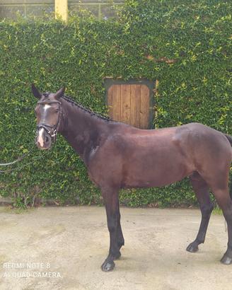 Pony Castrone 