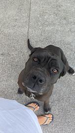 Cane corso