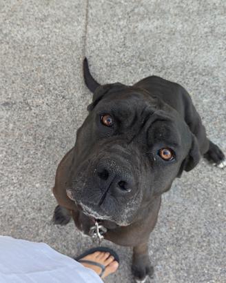 Cane corso