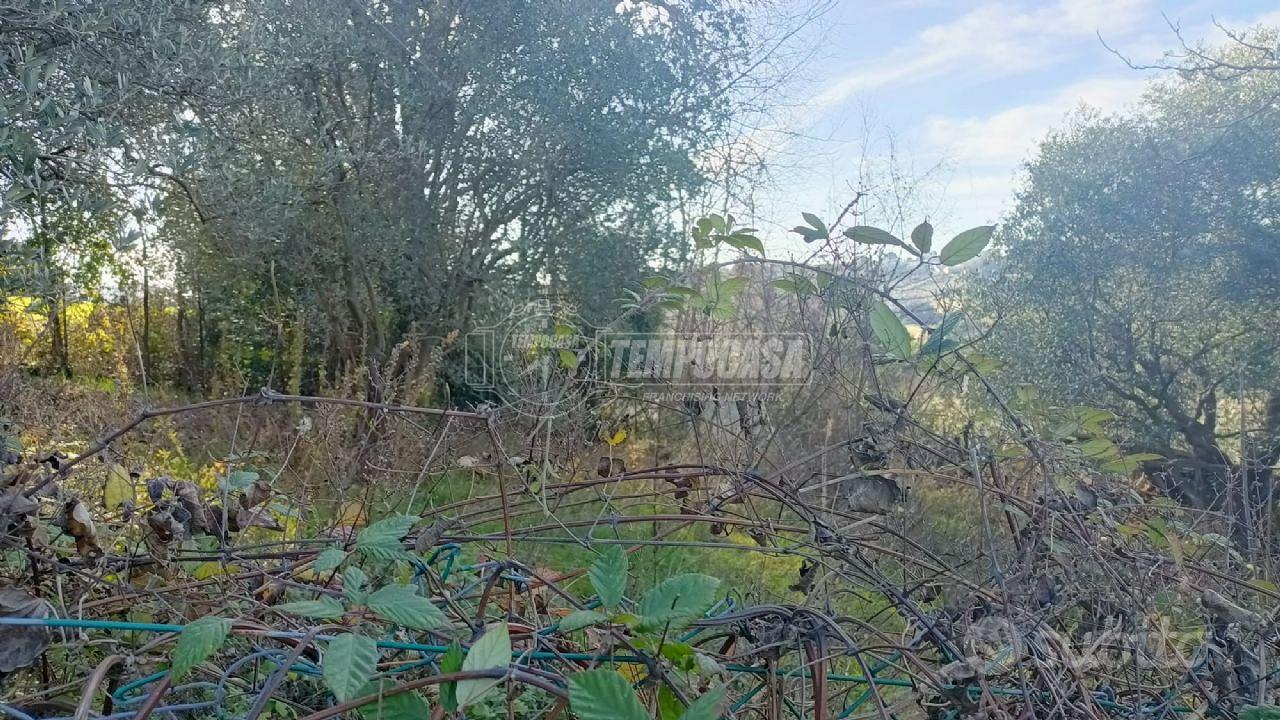 TERRENO AGRICOLO - Vista 6
