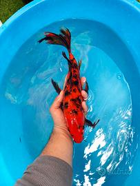 Carpe koi butterfly hi utsuri