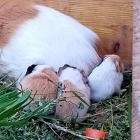 Porcellini d'india abituati all' umano