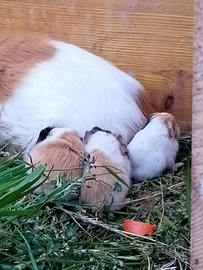 Porcellini d'india abituati all' umano