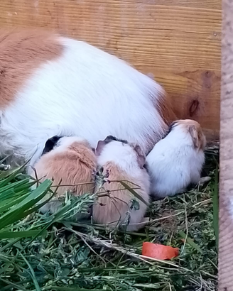 Porcellini d'india abituati all' umano