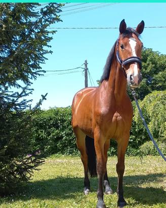 Cavalla olandese del 2021