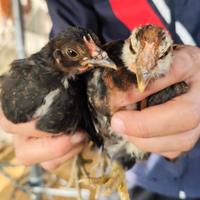 Gallina Cornuta Siciliana