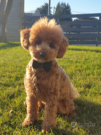 Barboncino per accoppiamento