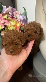 Cuccioli barboncino mini Toy