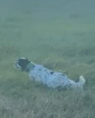 Cucciolata Setter inglese