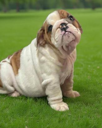 Cucciola bulldog inglese pedigree Enci
