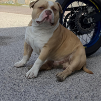 American bully