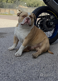 American bully