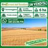 terreno-agricolo-di-6-ha-torremaggiore