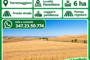 TERRENO AGRICOLO DI 6 HA – TORREMAGGIORE