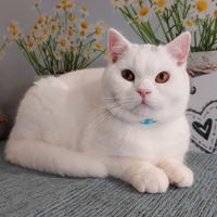 British Shorthair Mimu