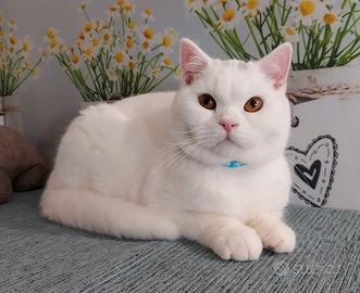 British Shorthair Mimu