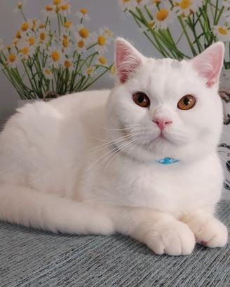 British Shorthair Mimu