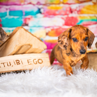 Cucciolo Bassotto arlecchino