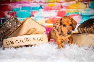 Cucciolo Bassotto arlecchino