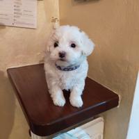 Cuccioli di maltese