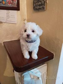 Cuccioli di maltese