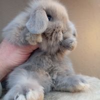 Conigli nani/ coniglietti nani ariete