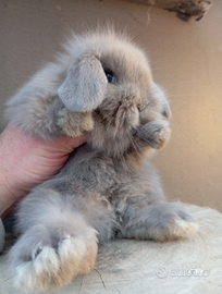 Conigli nani/ coniglietti nani ariete