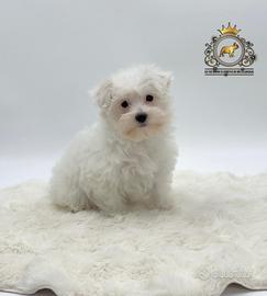 Dolcissimi cuccioli Maltese