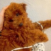 Barboncino Toy per accoppiamento