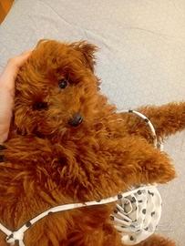 Barboncino Toy per accoppiamento