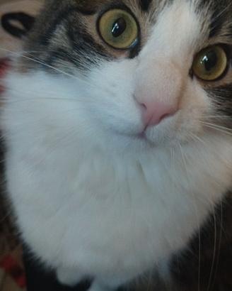 Gatto Europeo a pelo lungo