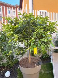 Albero di limone