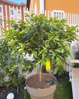 Albero di limone