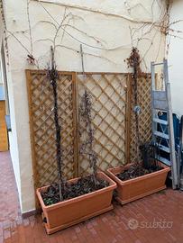 3 Parthenocissus Veitchii Adulte con Traliccio