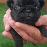 Cucciolo bulldog francese